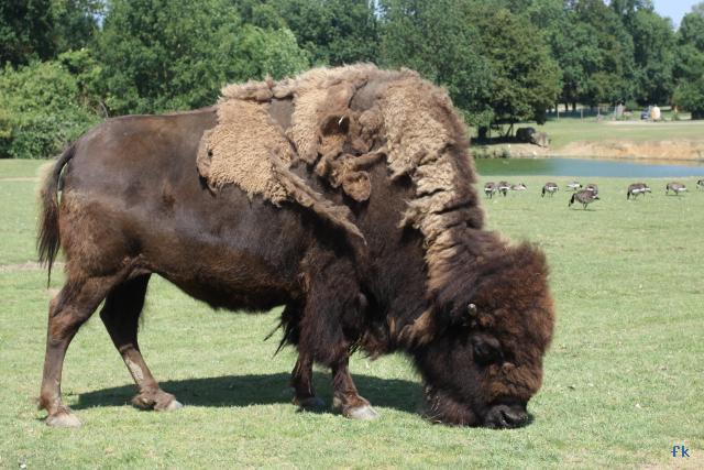 Le bison