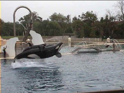 La baleine à dents en train de voler à Marineland
