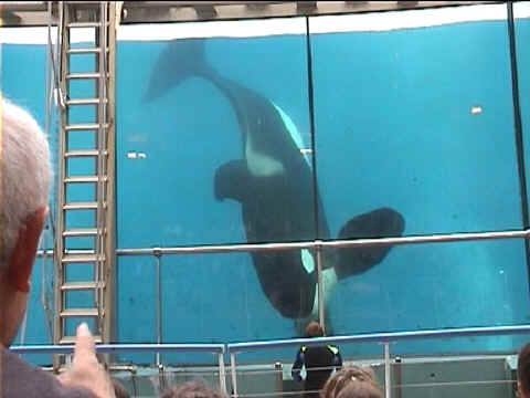 L'orque suit le soigneur