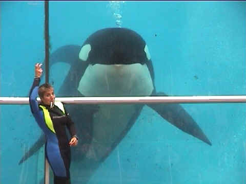 L'orque vu de près. 150kg à la naissance et plusieurs tonnes à l'âge adulte