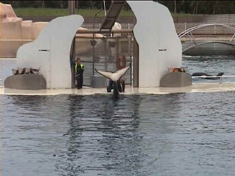 La queue de l'orque. Les orques se reproduisent à Marineland