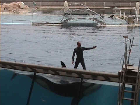 Debout sur le dos de l'orque