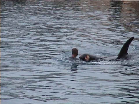 Face à face homme - orque