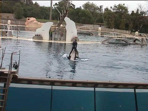 Danse debout sur les nageoires de l'orque