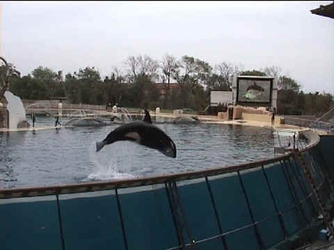 Cet orque est en train de s'échapper du bassin