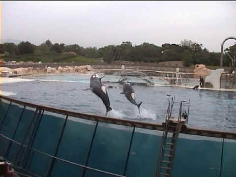 Deux orques décollent