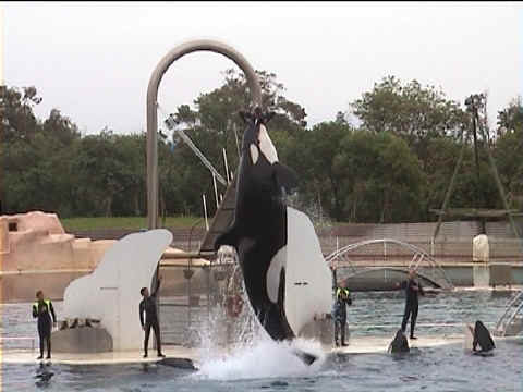 Un mamour avec le soigneur