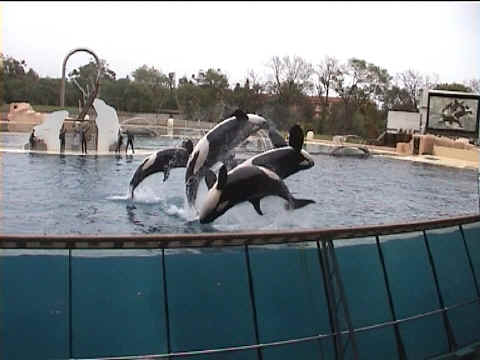 Les orques sautent sur le dos