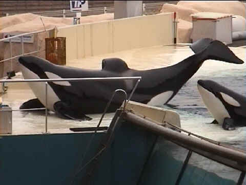 Deux orques saluent sur la terrasse