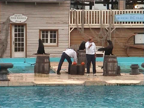 Spectacle des otaries