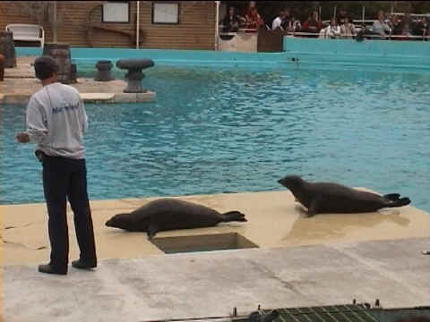 Les phoques se déplacent sans l'aide de leurs nageoires