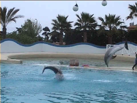 Les dauphins