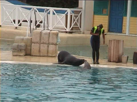 Bisou entre otarie et dauphin
