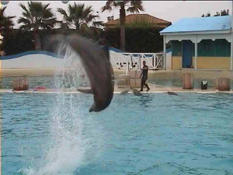Saut de dauphins