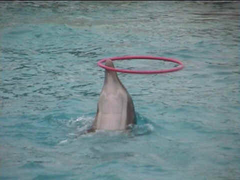 Dauphins et cerceaux