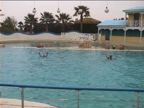 Dauphins et cerceaux