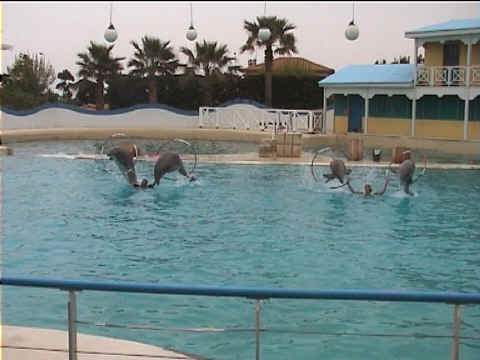 Dauphins et cerceaux