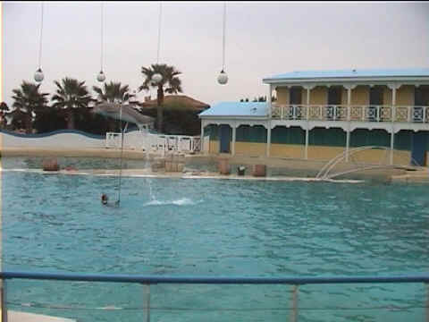 Dauphins et cerceaux