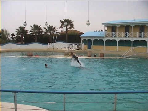 Dauphins et cerceaux