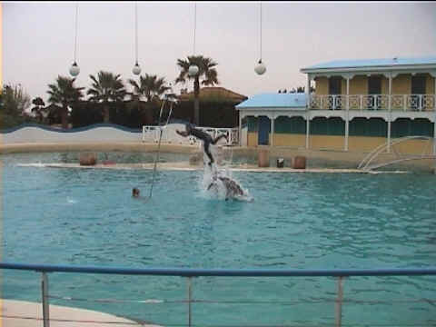 Dauphins et cerceaux