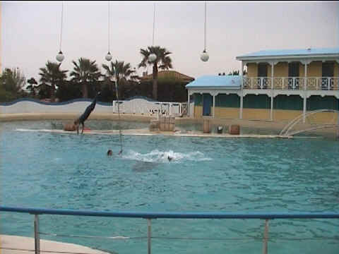 Dauphins et cerceaux