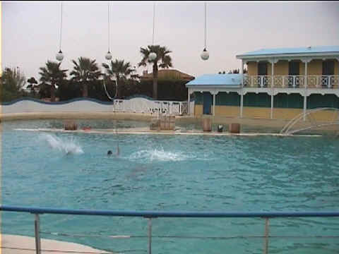 Dauphins et cerceaux