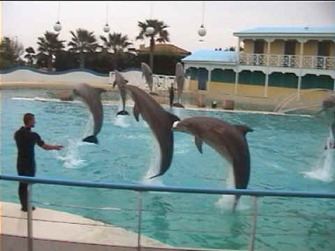 Dauphins et cerceaux