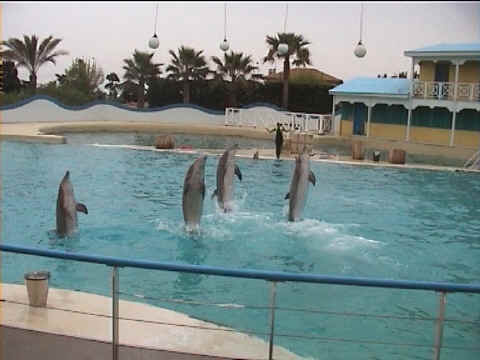 Dauphins et galipettes