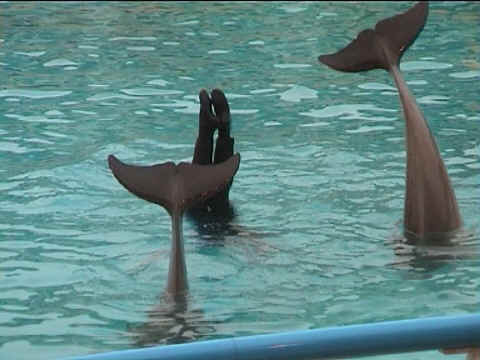 Dauphins et galipettes