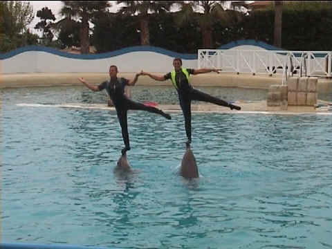 Dauphins et galipettes