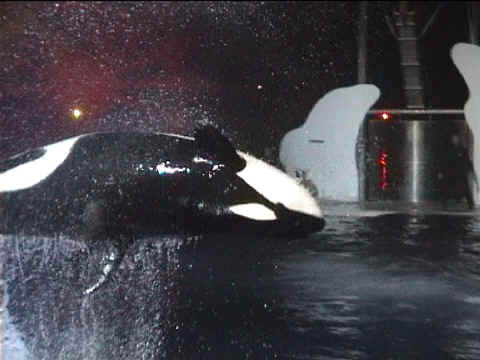 Un orque nocturne sur le dos