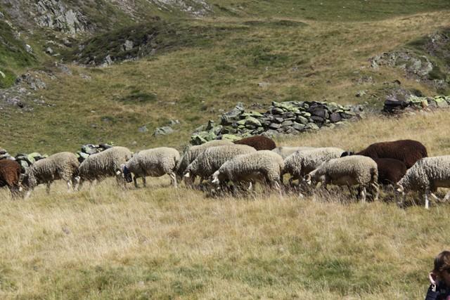 Les moutons des Pyrénées