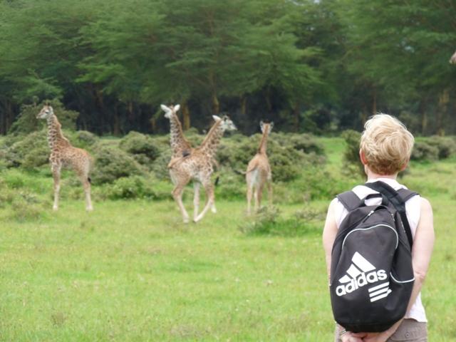 Girafes