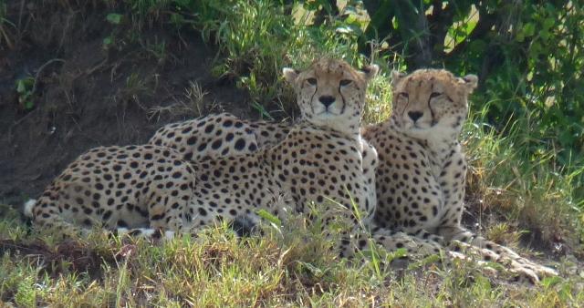 Guépards