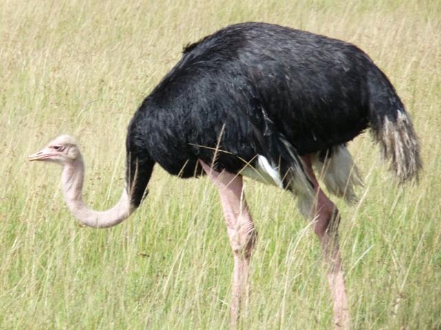 Autruche