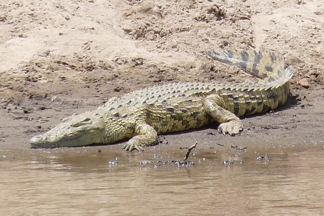 Crocodile